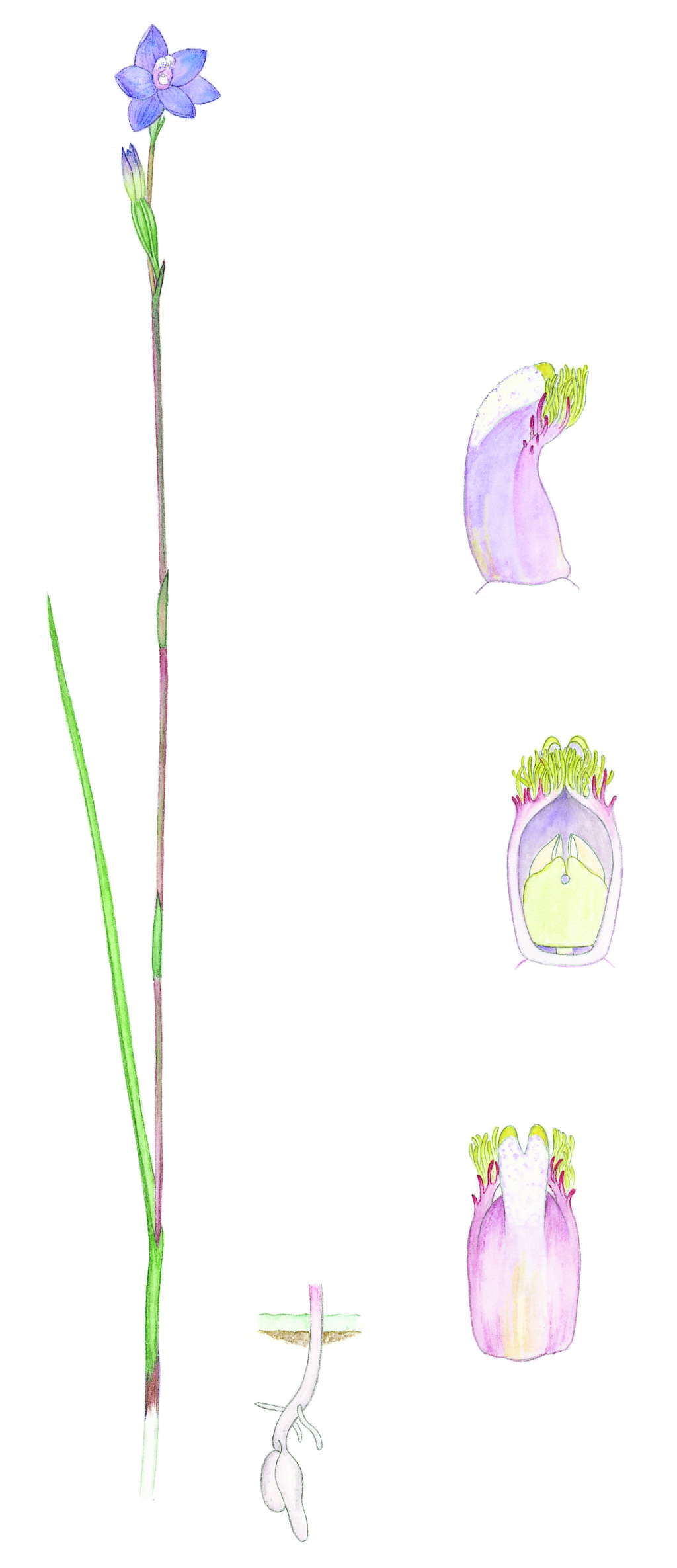 Thelymitra mucida (hero image)