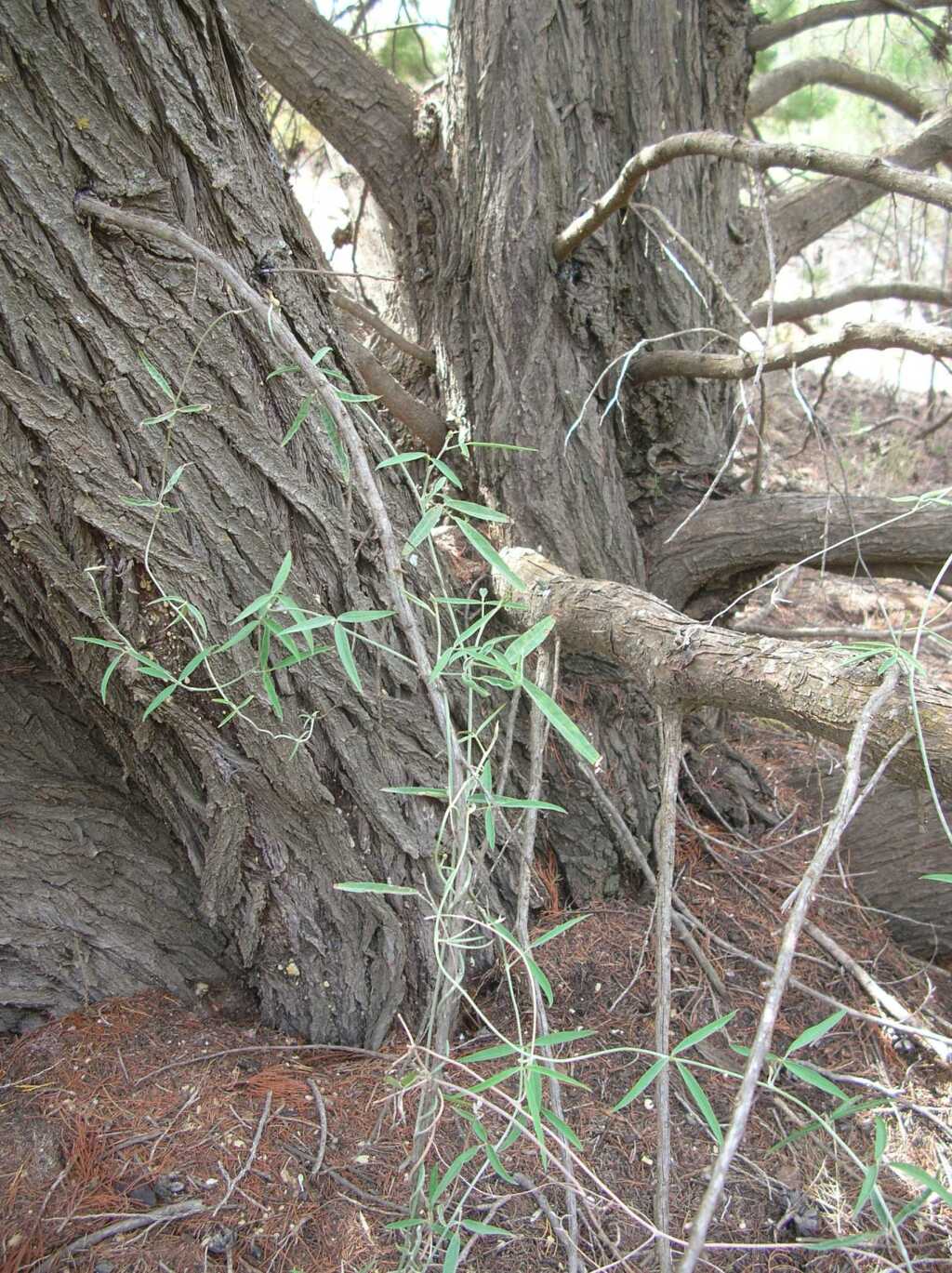 Glycine canescens (hero image)