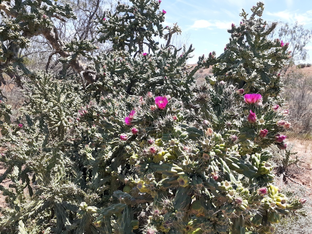 Cylindropuntia (hero image)