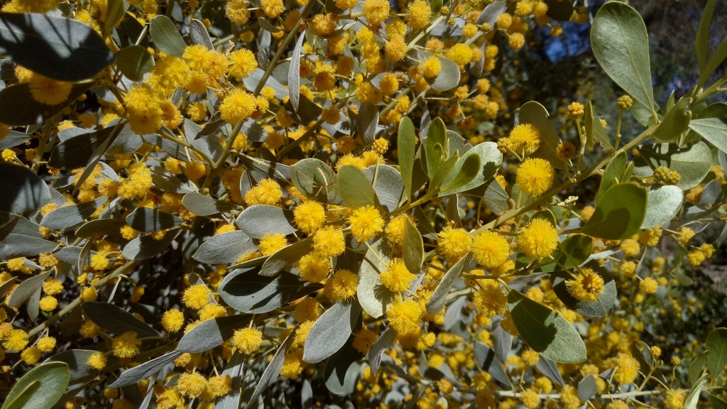 Acacia argyrophylla (hero image)