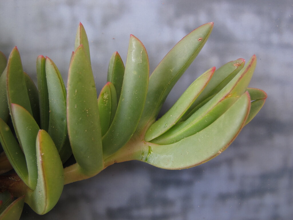 Carpobrotus rossii (hero image)