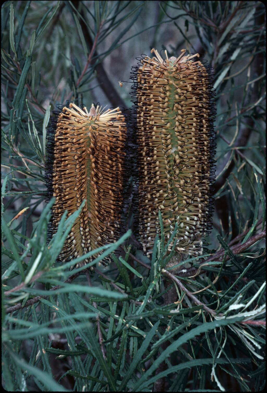 Banksia cunninghamii (hero image)