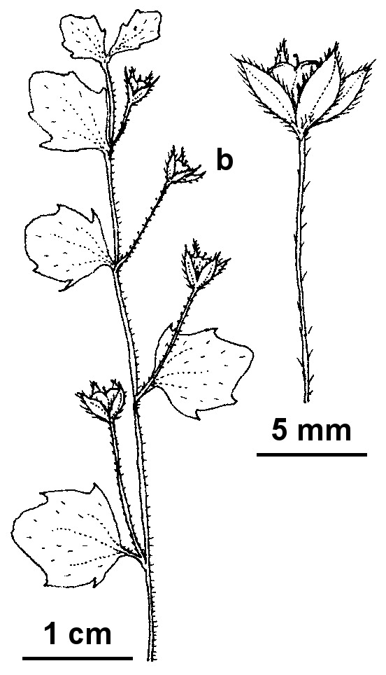 Veronica hederifolia (hero image)