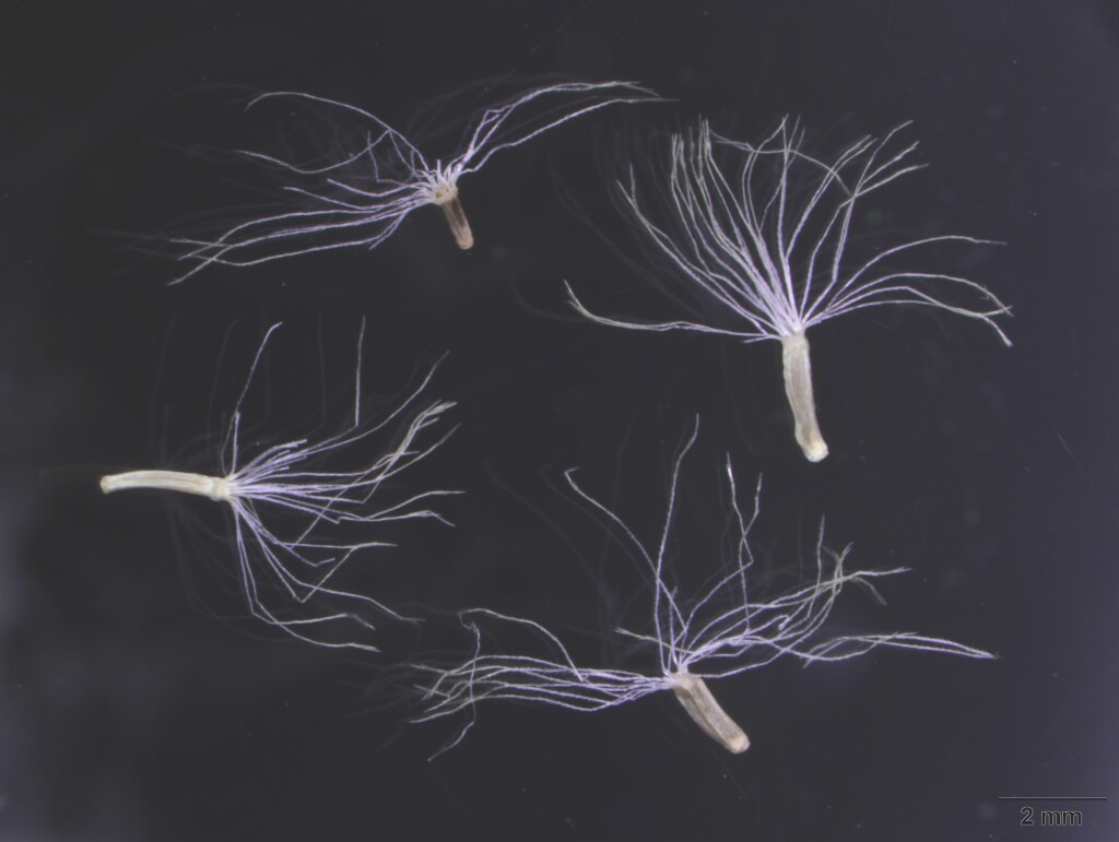 Coronidium monticola (hero image)