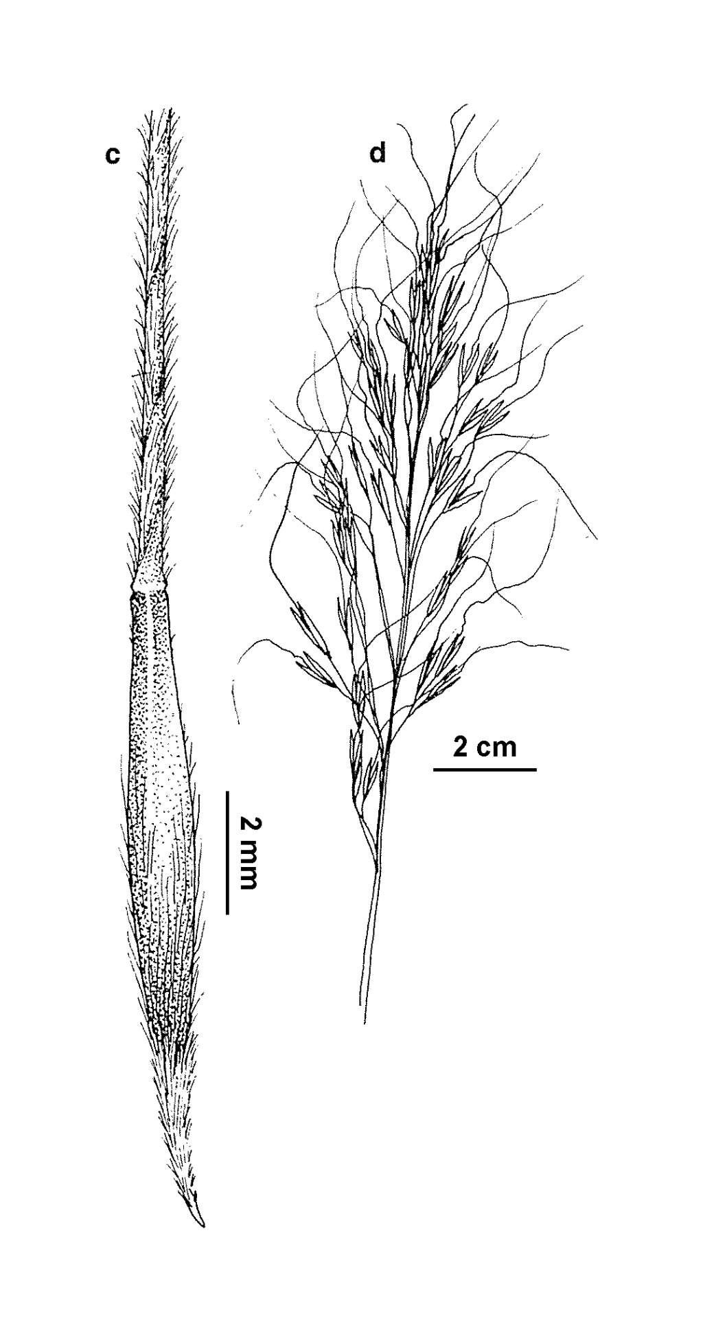 Austrostipa semibarbata (hero image)