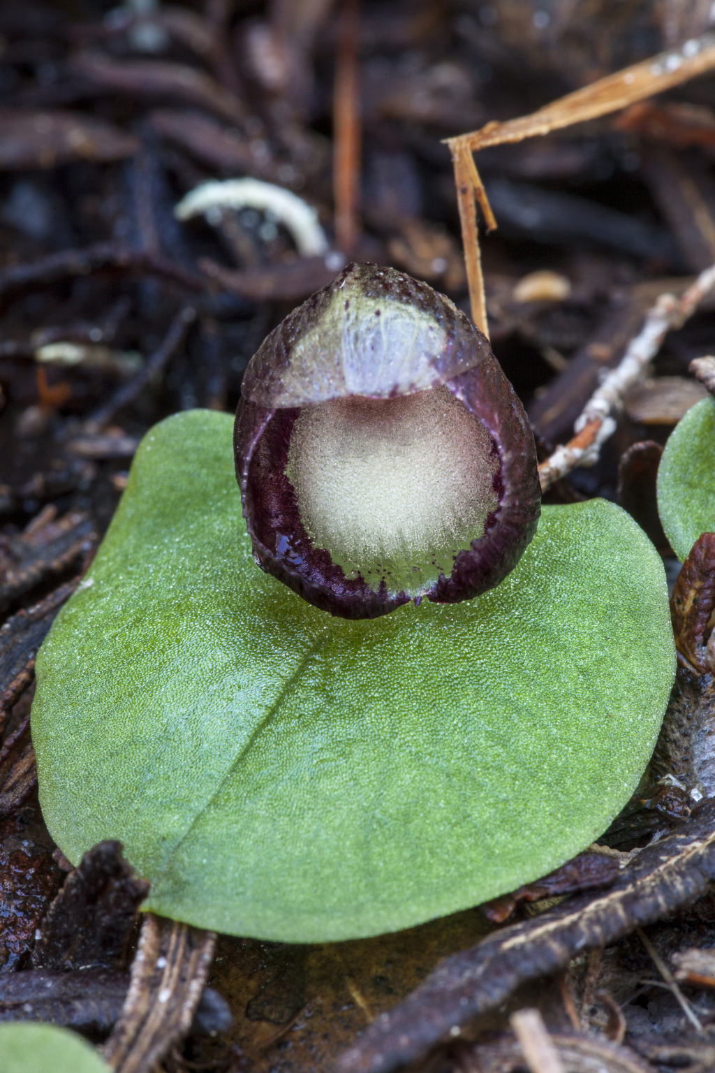 Corybas incurvus (hero image)