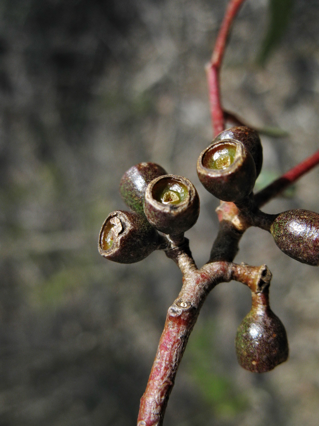 Eucalyptus leptophylla (hero image)