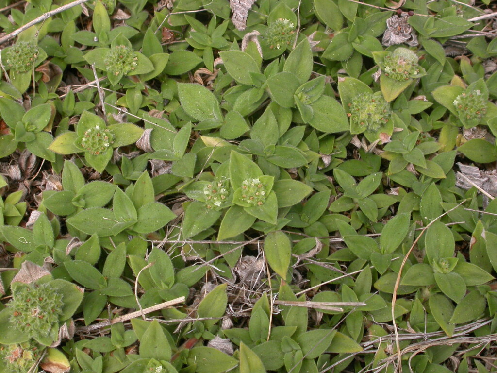 Rubiaceae (hero image)