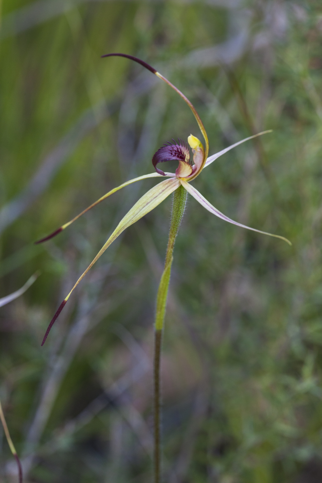 Caladenia australis (hero image)