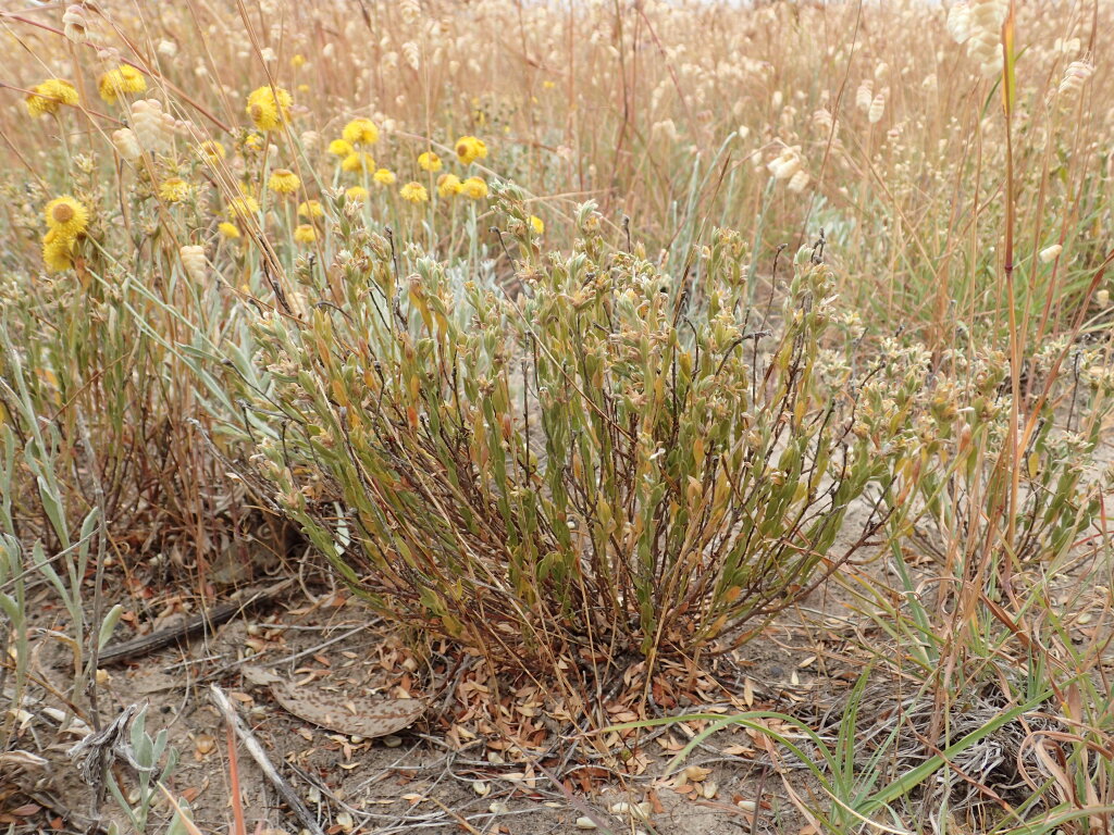 Pimelea curviflora (hero image)