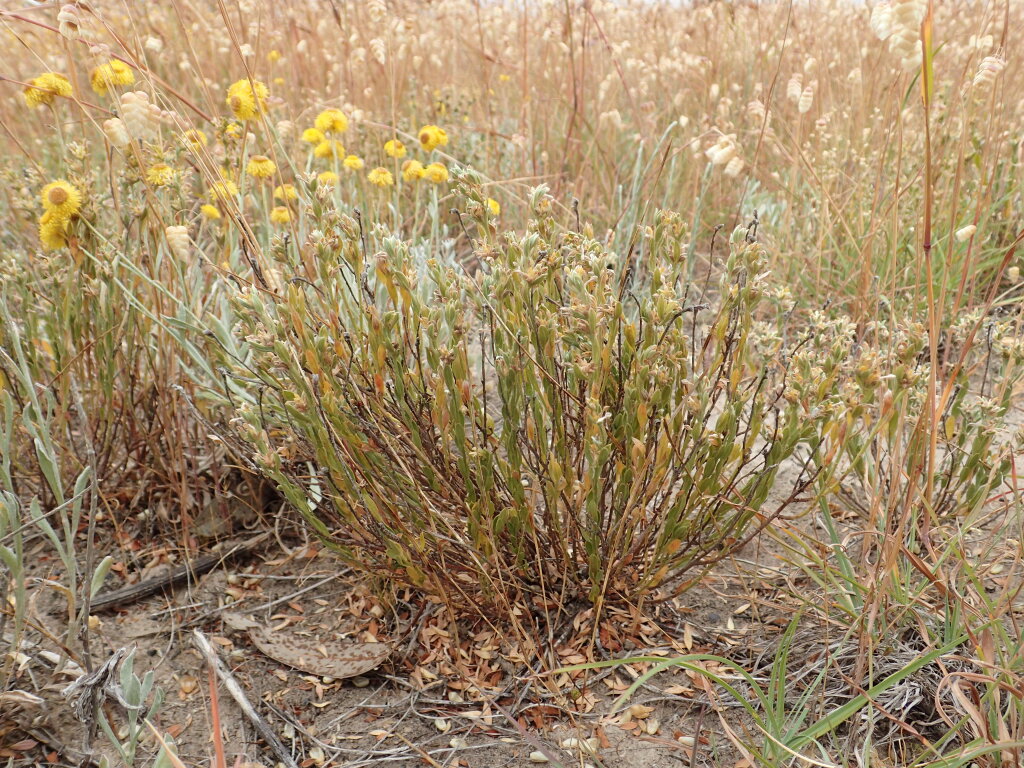 Pimelea curviflora subsp. sericea (hero image)