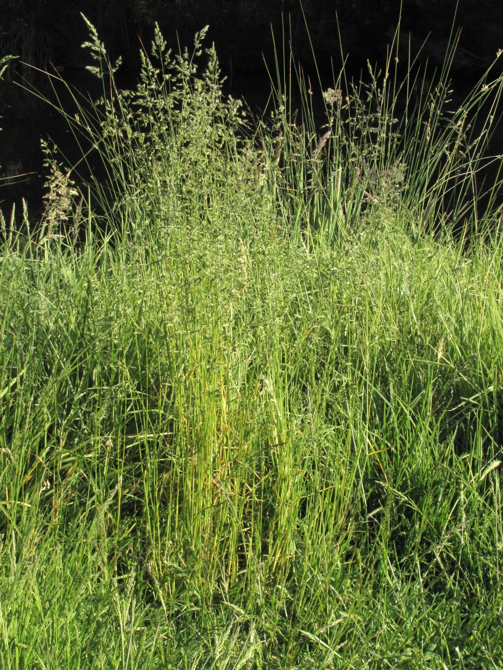 Poa trivialis (hero image)