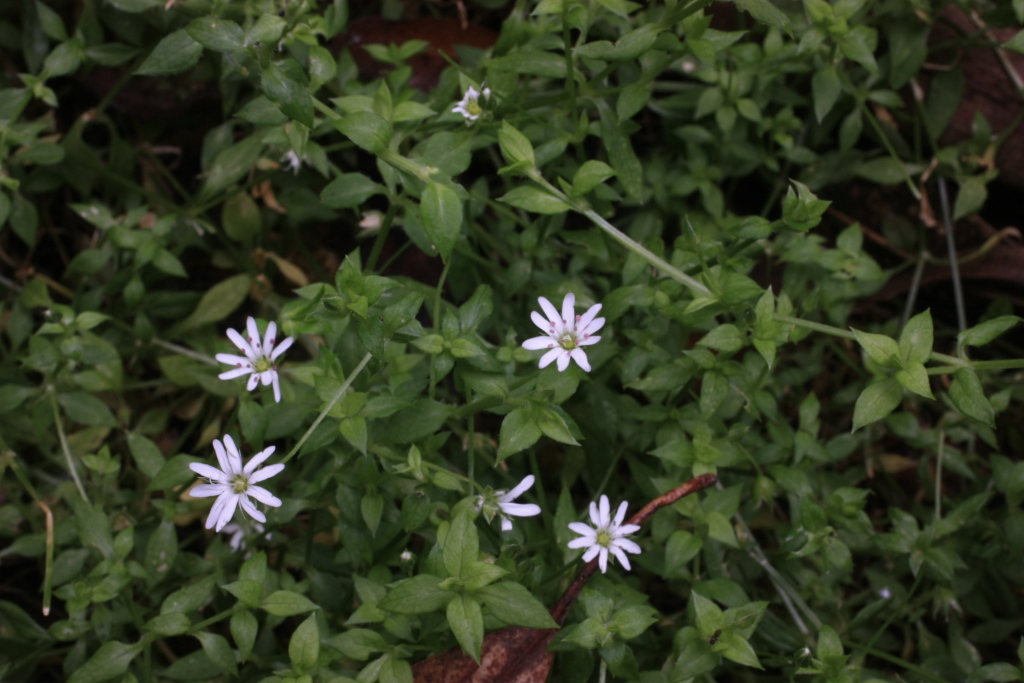 Stellaria flaccida (hero image)