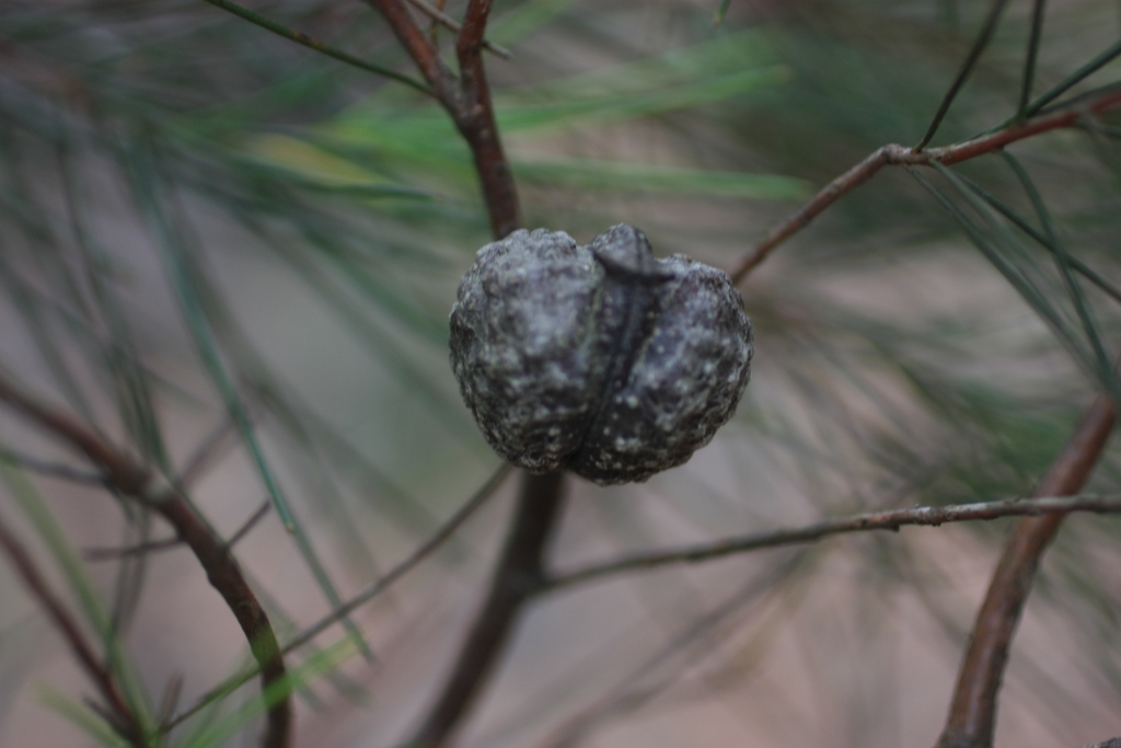 Hakea decurrens subsp. platytaenia (hero image)