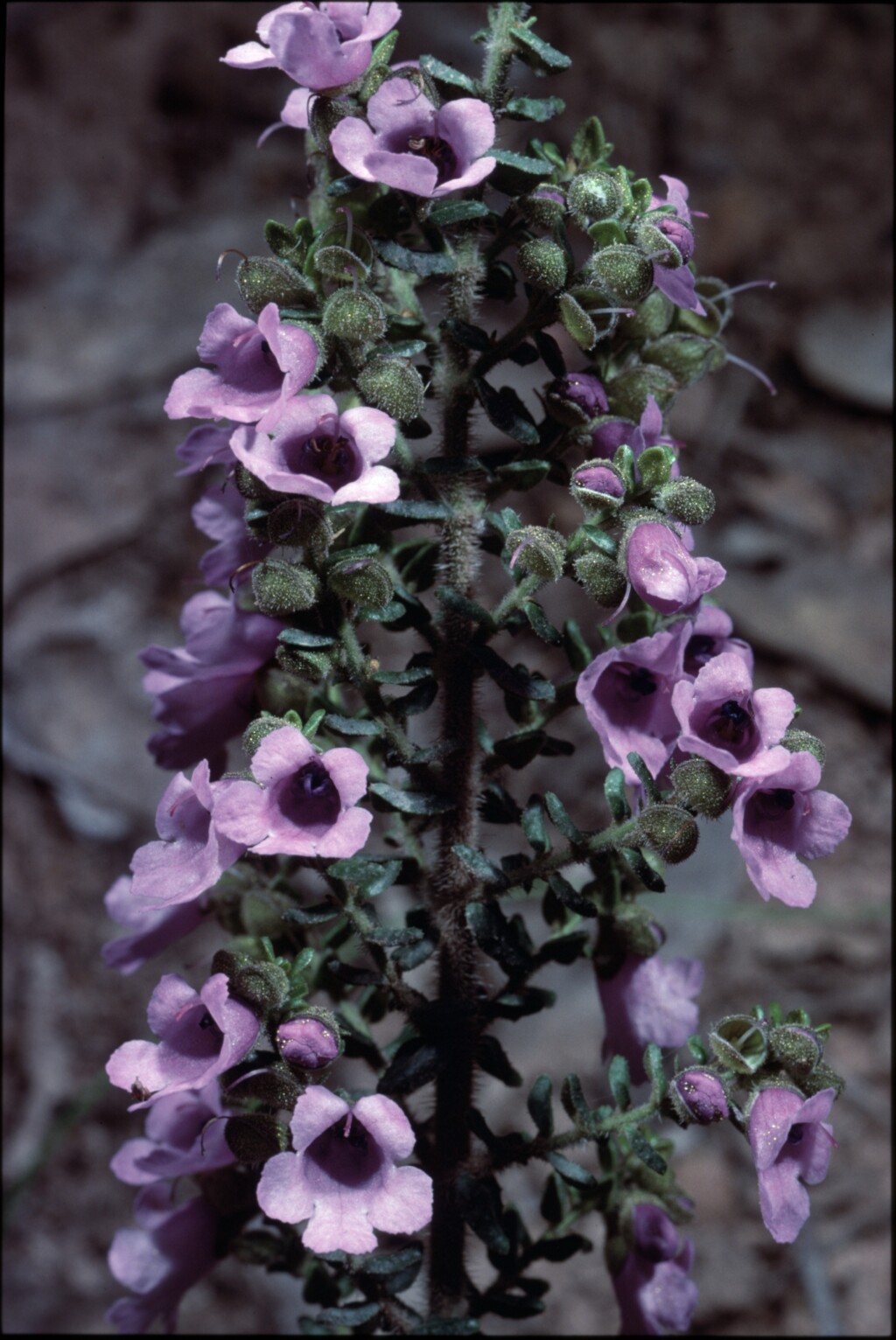 Prostanthera rhombea (hero image)