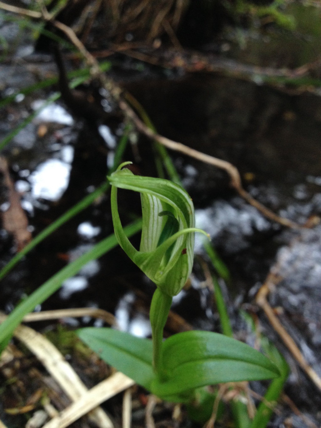 Pterostylis oreophila (hero image)