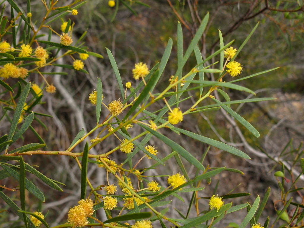 Acacia halliana (hero image)