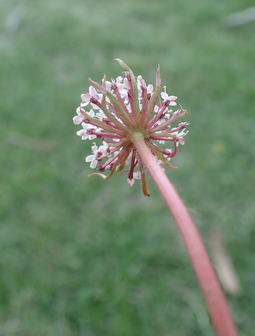 Trachymene humilis subsp. humilis (hero image)