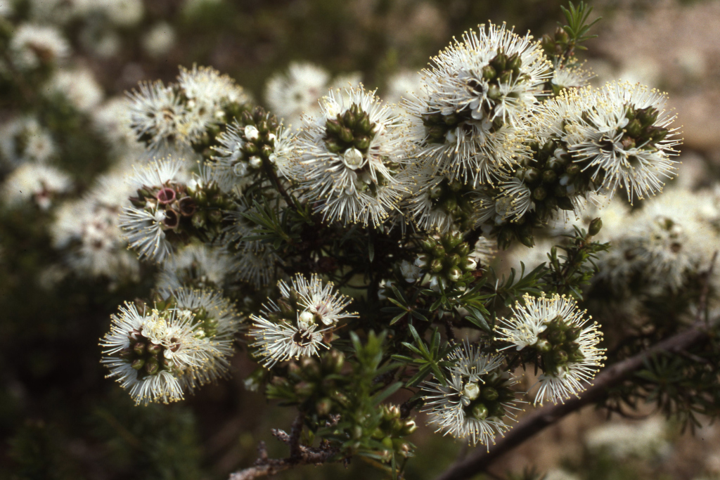 Kunzea ambigua (hero image)