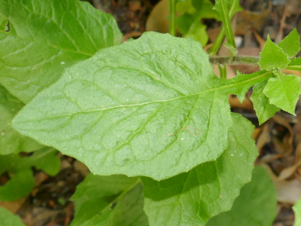 Lapsana communis subsp. communis (hero image)