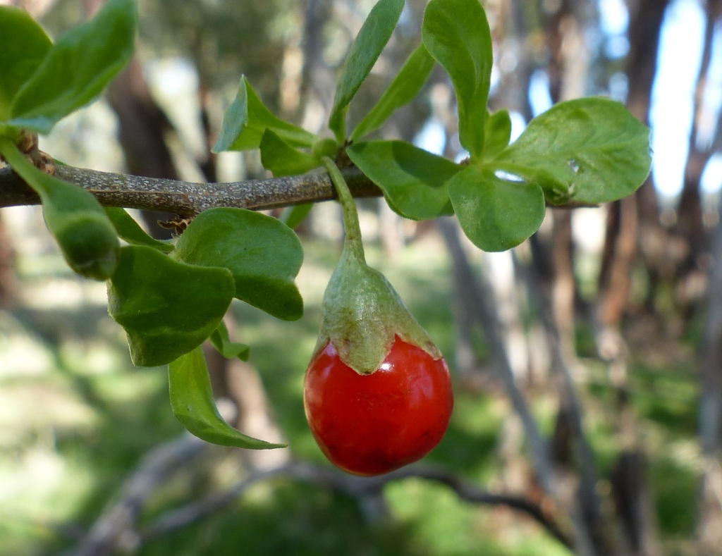 Lycium ferocissimum (hero image)