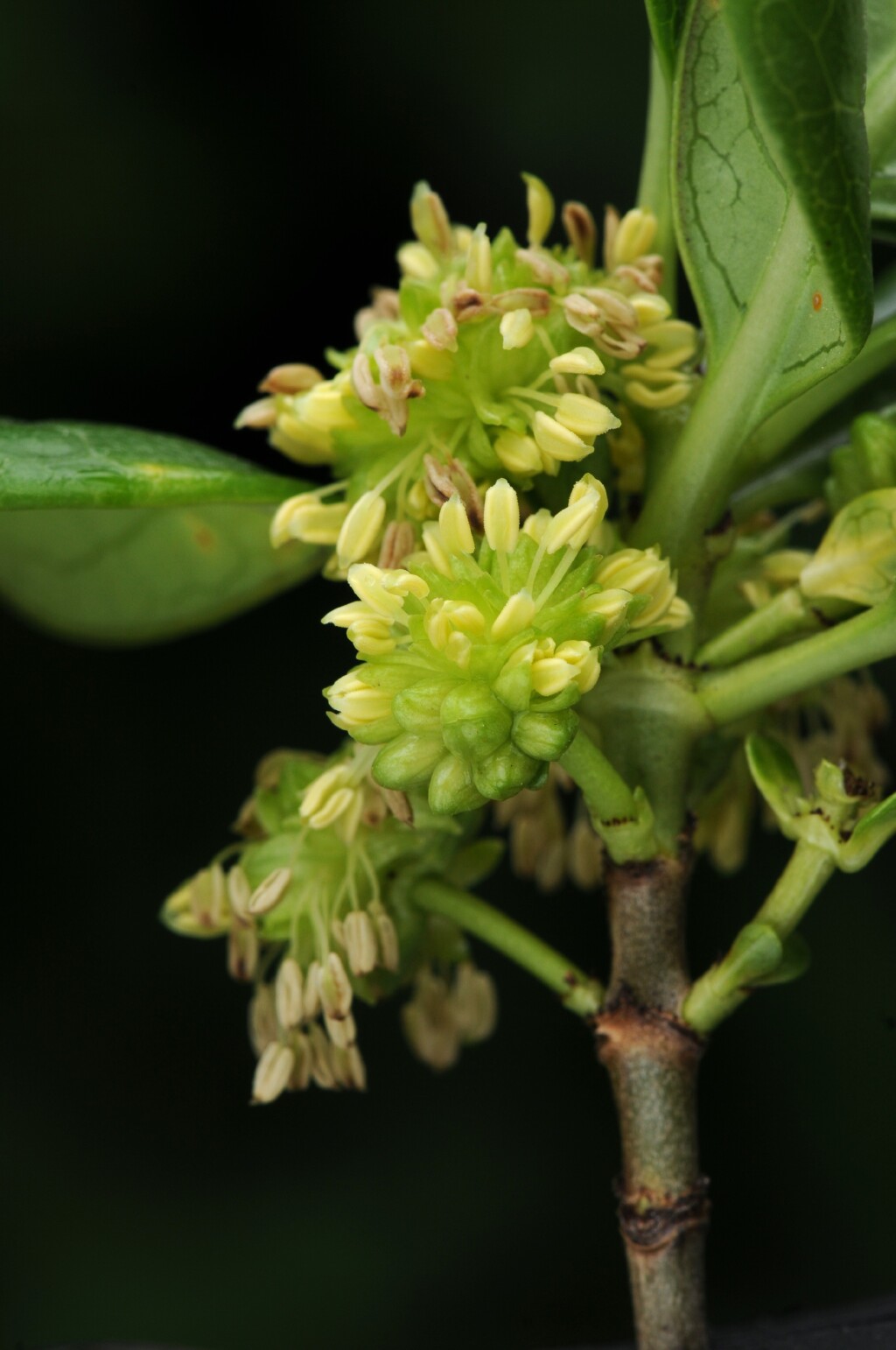 Coprosma repens (hero image)