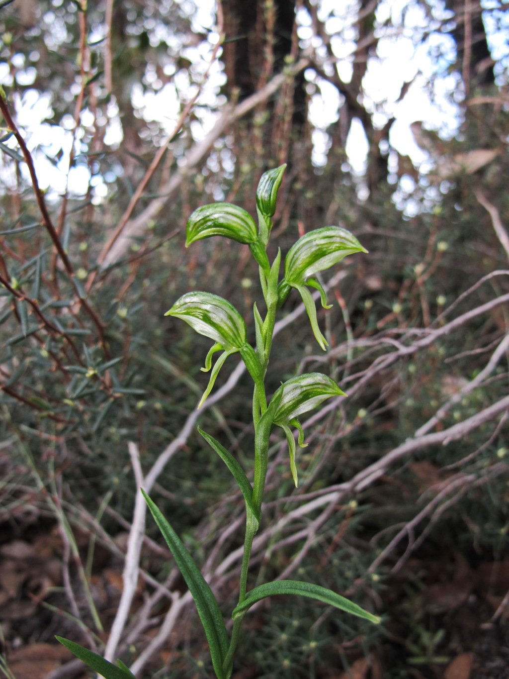 Pterostylis chlorogramma (hero image)