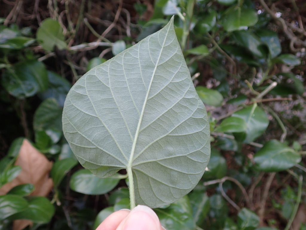 Ipomoea indica (hero image)