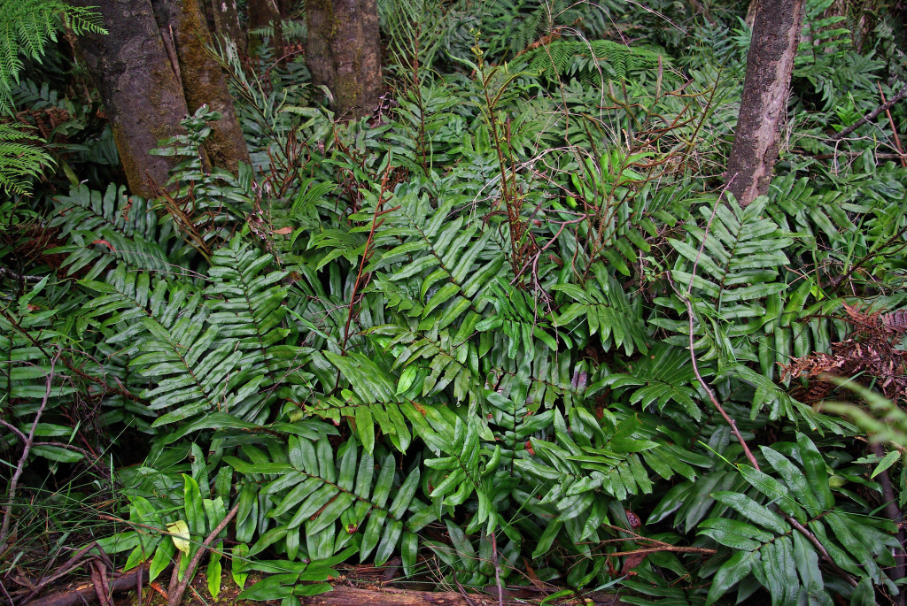 Blechnum (hero image)