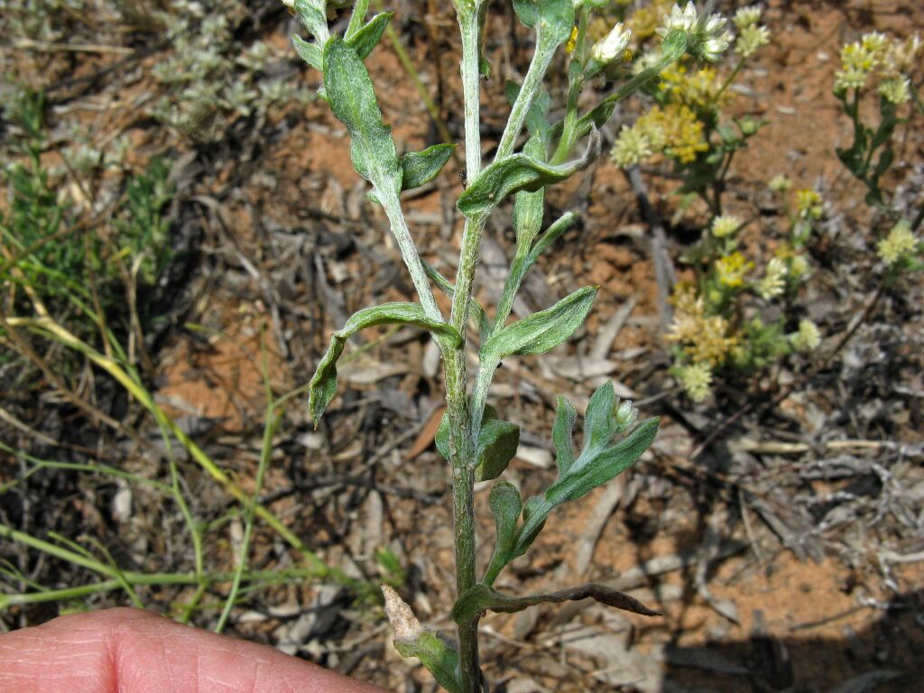 Rhodanthe moschata (hero image)