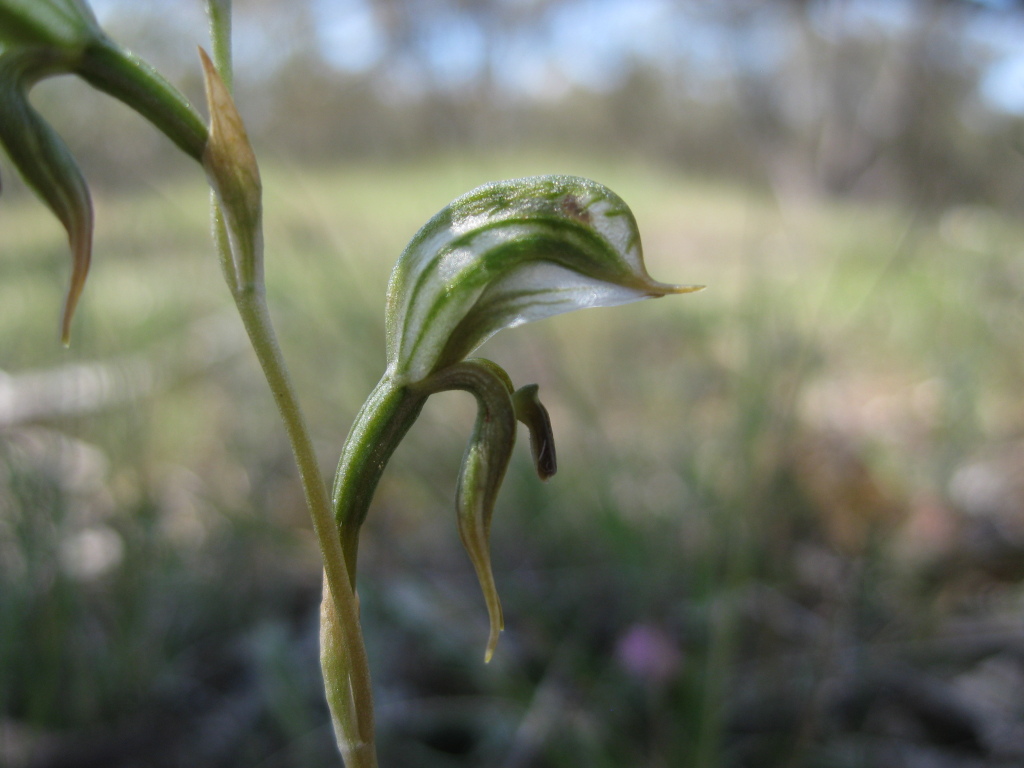 Pterostylis pusilla (hero image)