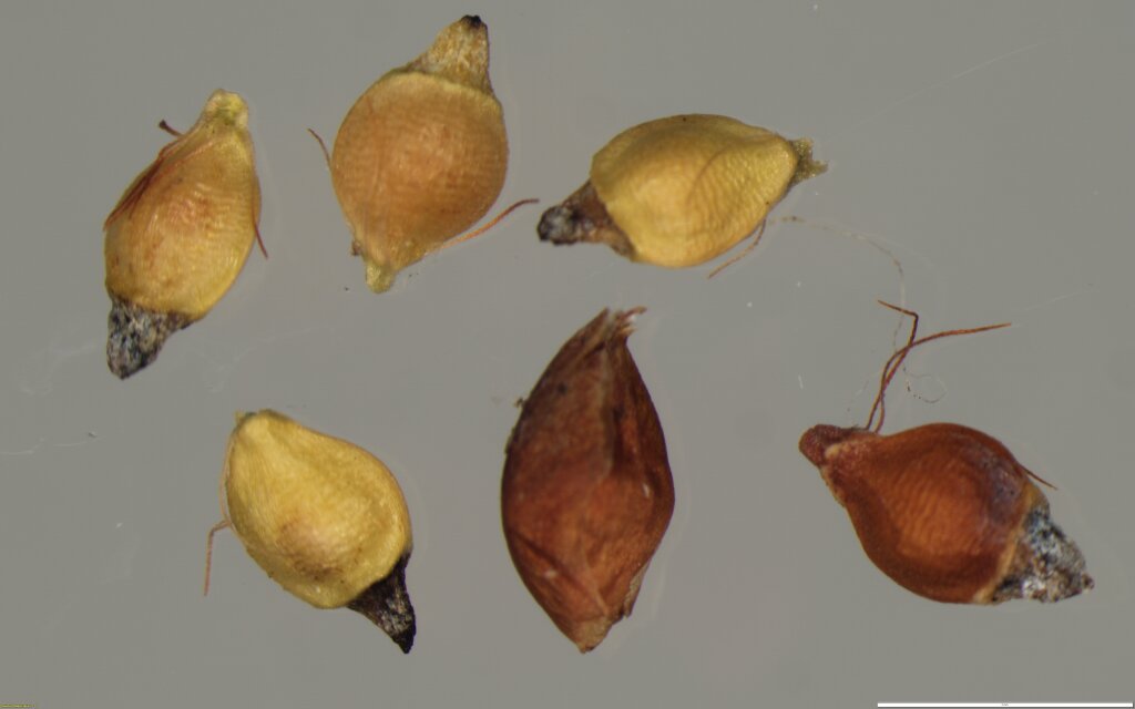 Rhynchospora brownii (hero image)