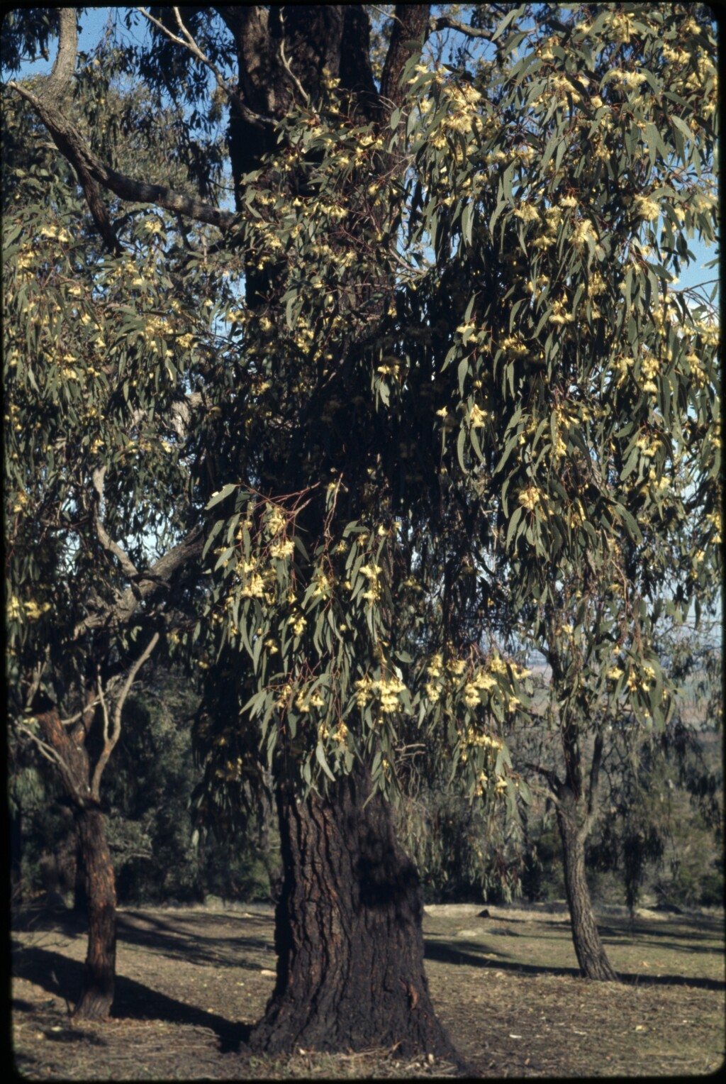 Eucalyptus sideroxylon (hero image)