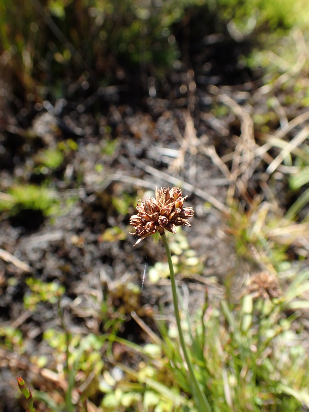 Juncus falcatus (hero image)