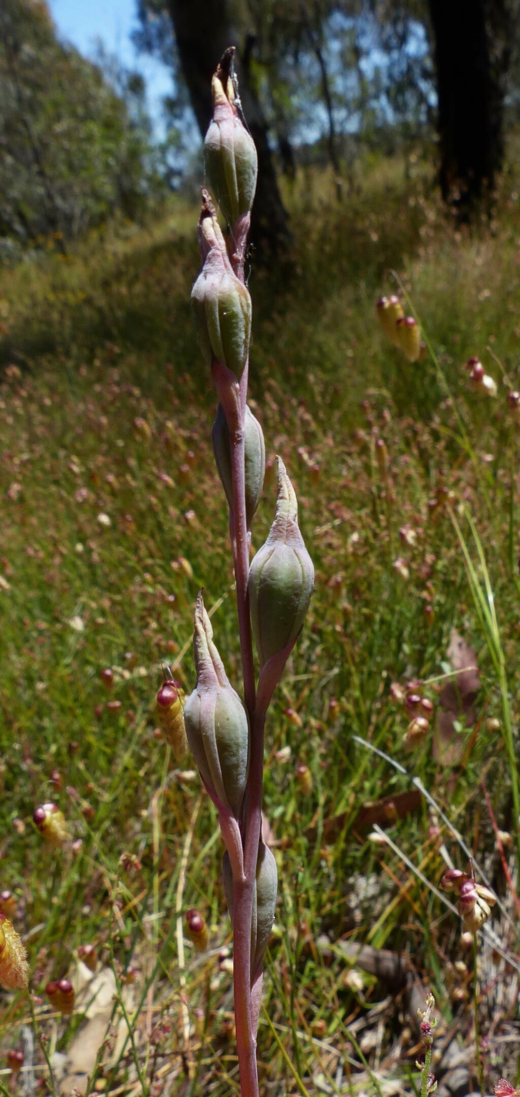 Thelymitra megcalyptra (hero image)