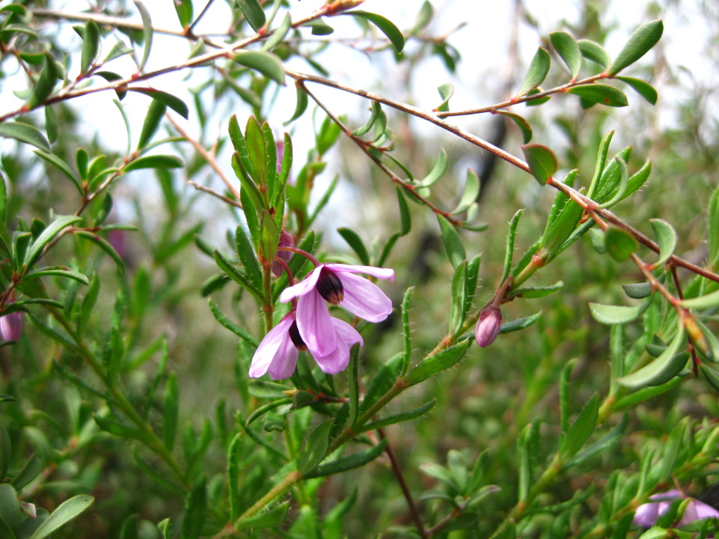 Tetratheca pilosa subsp. latifolia (hero image)