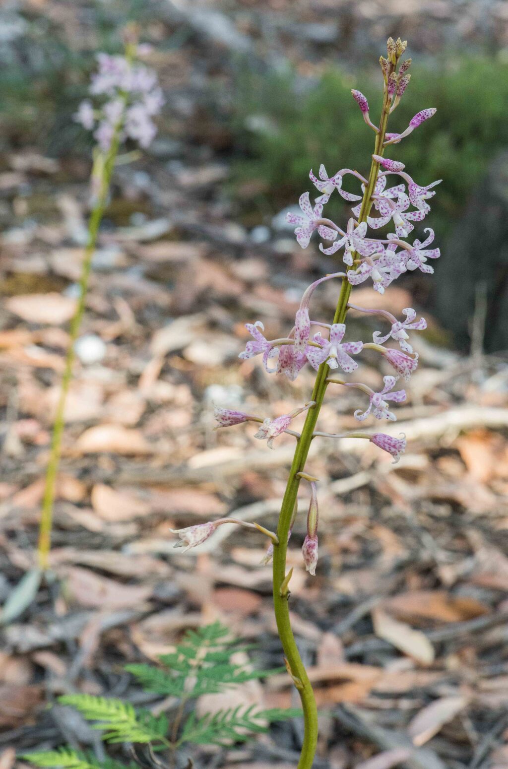 Dipodium pardalinum (hero image)