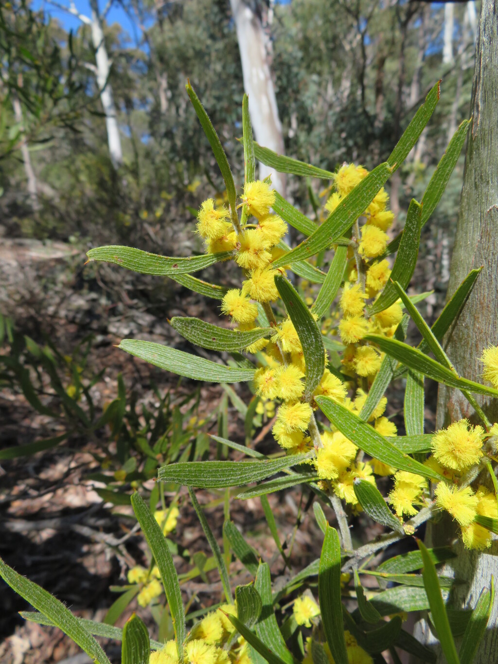 Acacia lanigera var. lanigera (hero image)