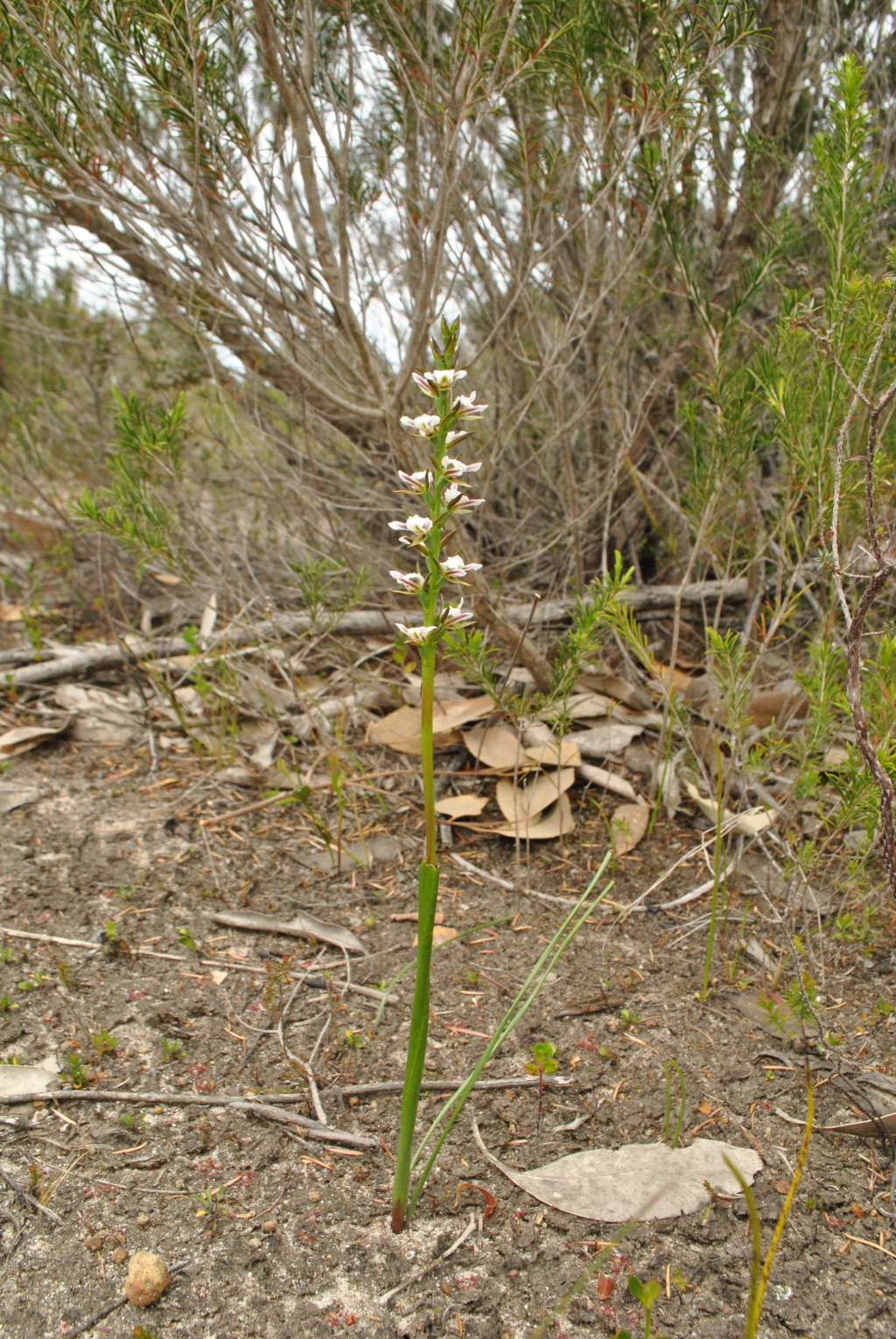 Prasophyllum odoratum (hero image)