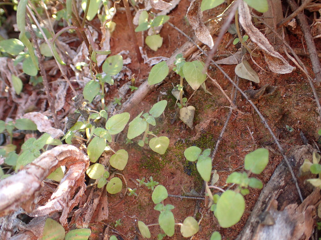 Parietaria cardiostegia (hero image)