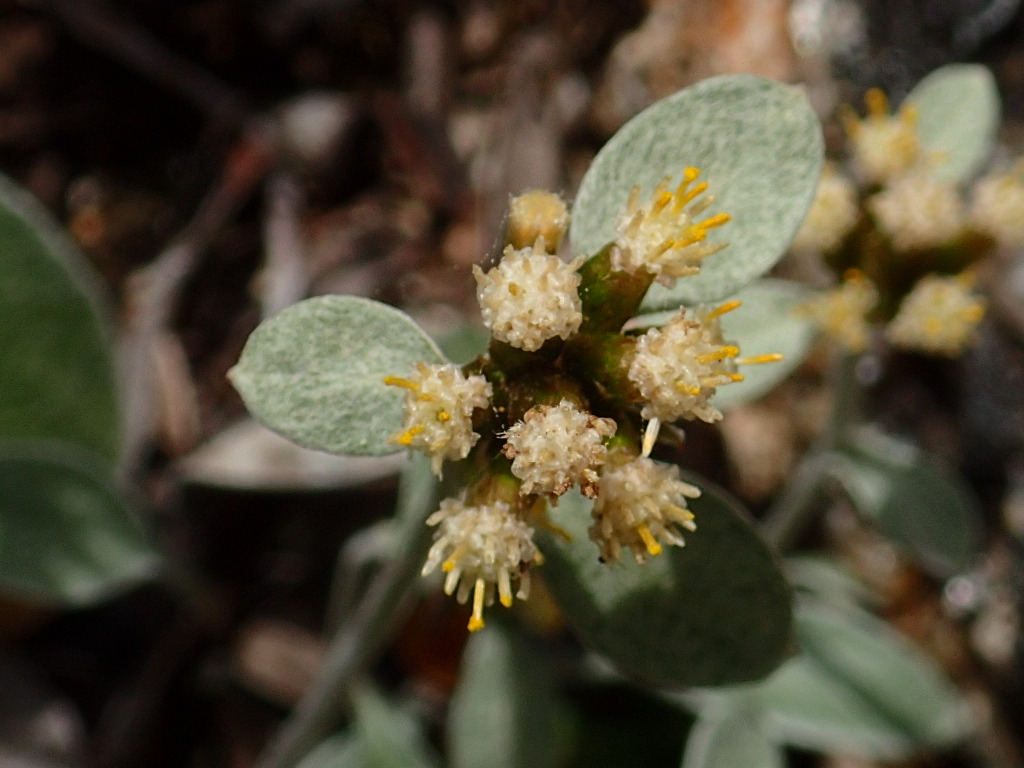 Euchiton umbricola (hero image)