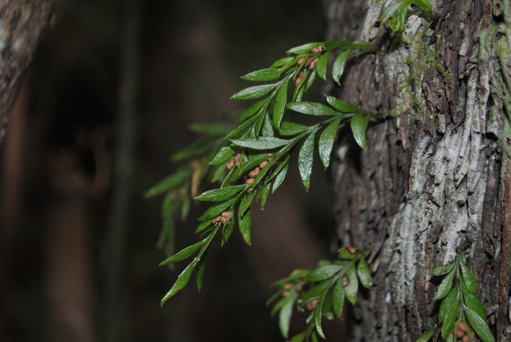 Tmesipteris (hero image)