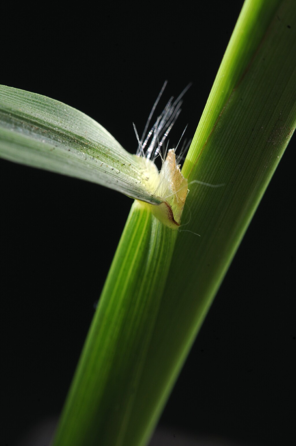 Paspalum dilatatum (hero image)