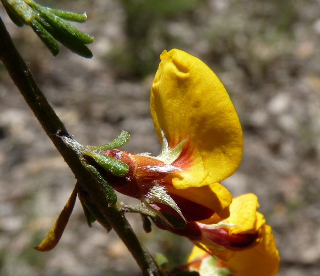 Pultenaea largiflorens (hero image)