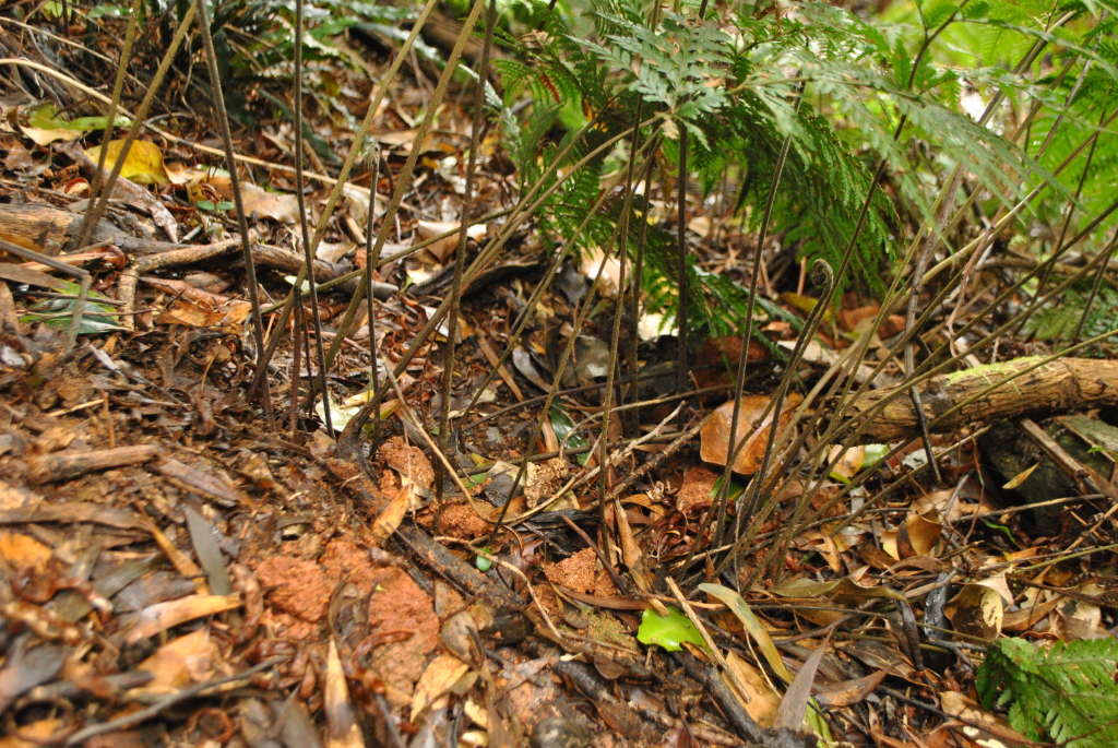 Lastreopsis microsora (hero image)