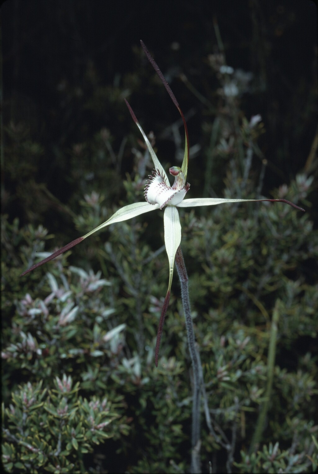 Caladenia hastata (hero image)