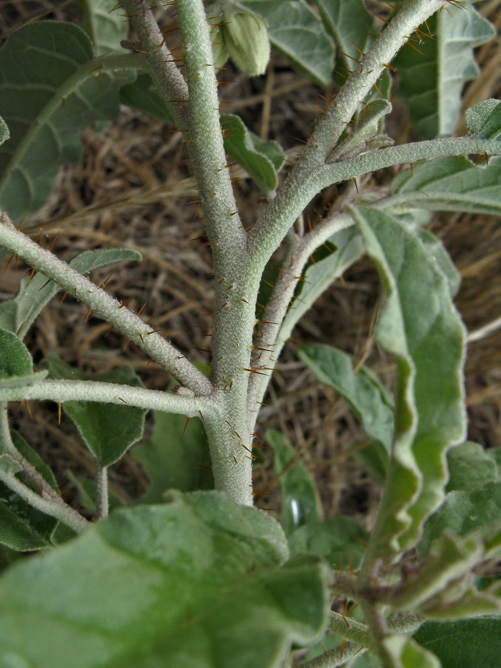 Solanum elaeagnifolium (hero image)