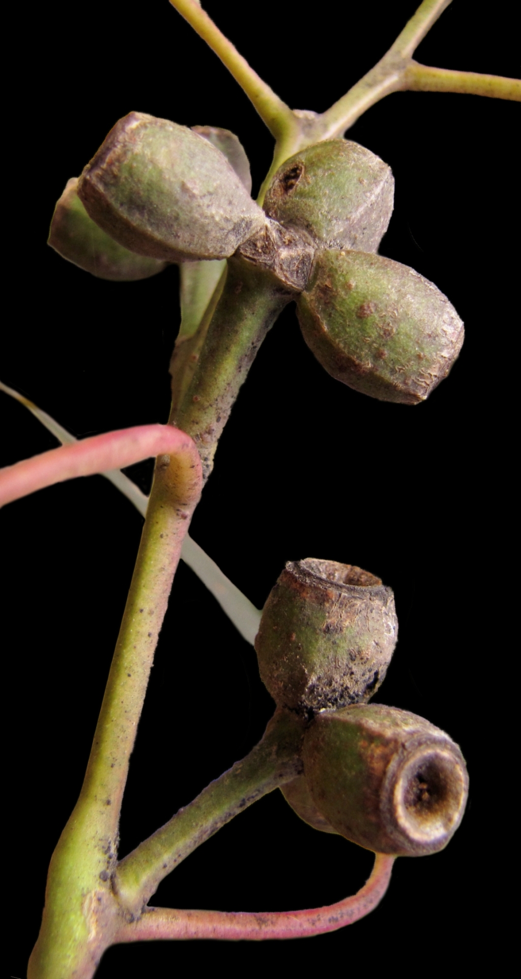 Eucalyptus litoralis (hero image)