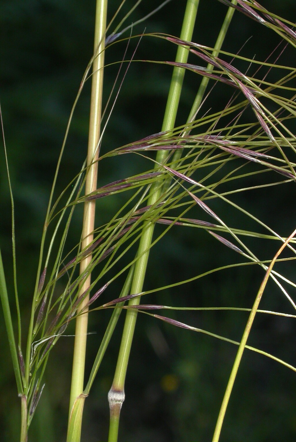 Austrostipa rudis (hero image)