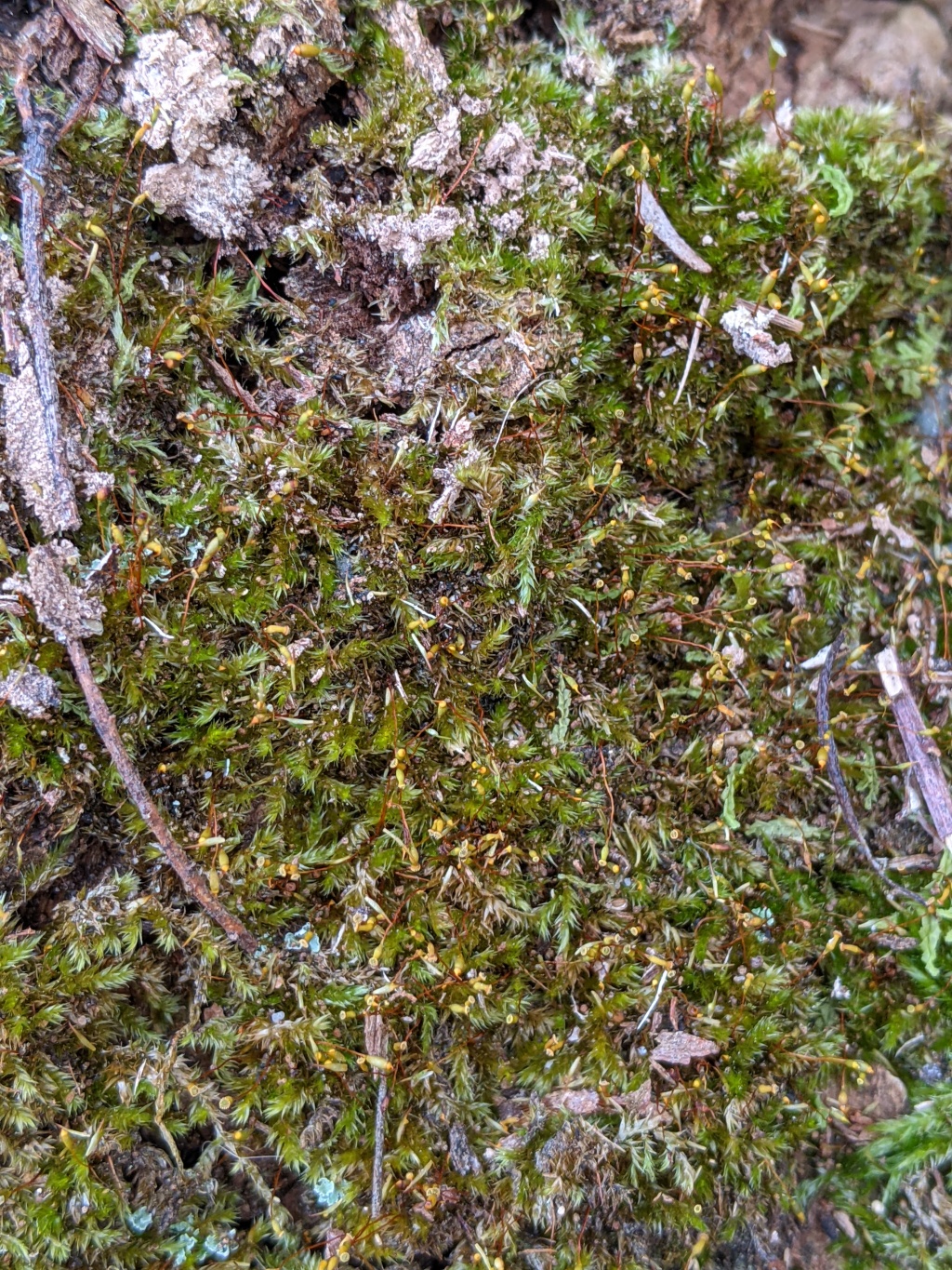 Sematophyllum homomallum (hero image)